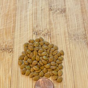 20 Organic Honey Mesquite Seeds (Prosopis Glandulosa)