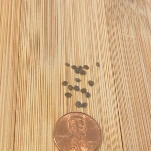 20 Organic Wild Petunia Seeds (Ruellia Nudiflora)